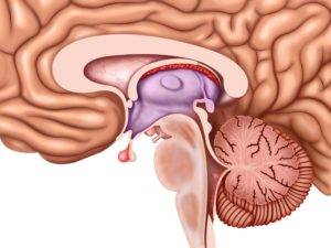 illustration of cerebellum with ataxia